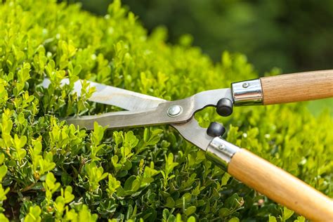 How And When Should I Prune My Shrubs Woodbridge Estate Care