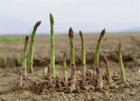 How To Grow Asparagus Tips And Tricks