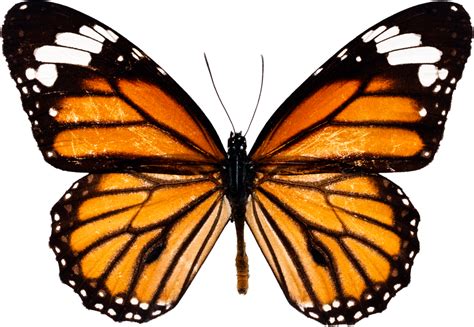 Flying Butterflies Png Transparent Image Transparent Background