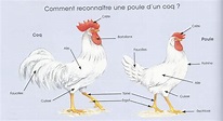 2) Quelles sont les caractéristiques biologiques d’une poule et d'un ...
