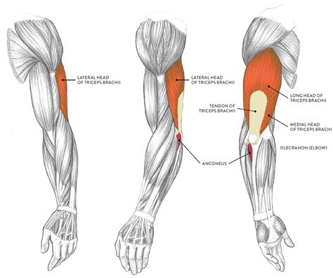 The upper arm is located between the shoulder joint and elbow joint. Left upper and lower arm