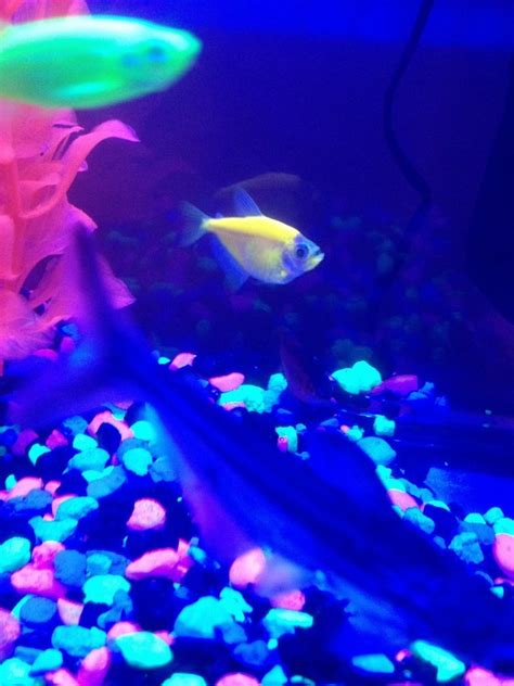 Is My Glo Fish Pregnant My Aquarium Club