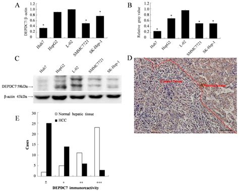 depdc7 inhibits cell proliferation migration and invasion in hepatoma cells