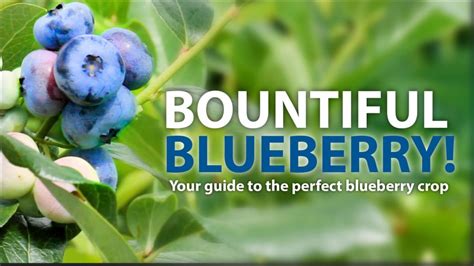 Bountiful Blueberries Scotts Nursery 506 458 9208 Or 1 800 561 7268