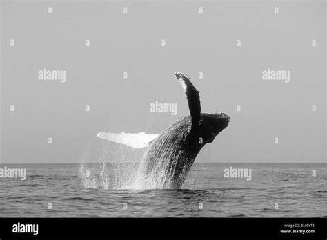 Usa Humpback Whale Megaptera Novaeangliae Breaching Alaska Stock