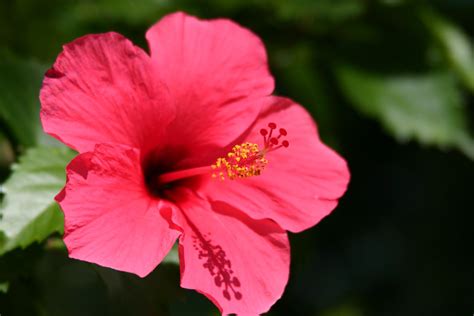 Pengertian bunga menurut wikipedia merupakan sebuah alat reproduksi seksual pada angiosperma (tumbuhan berbunga). MyInfo Malaysia: Bunga Raya Bunga Kebangsaan Malaysia