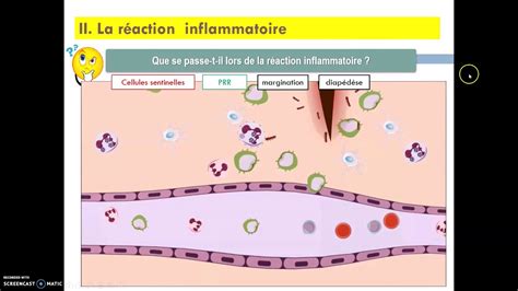 Cbsv Réaction Inflammatoire Partie 1 Youtube