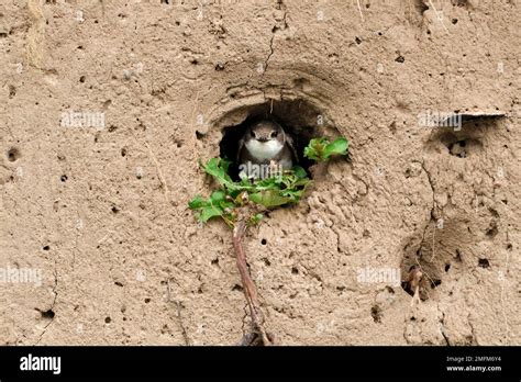 River Bank Tunnel Nest Hi Res Stock Photography And Images Alamy