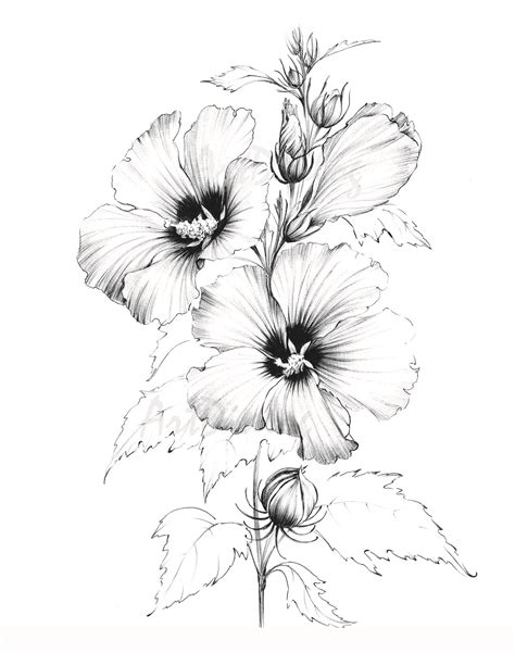 Pencil Drawings Of Flowers Pencil Drawings Easy Flower Sketches Line