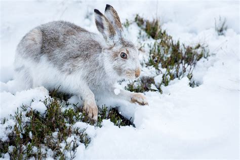 Mountain Hare Darley Dale Wildlife Mountain Hare In The Snow