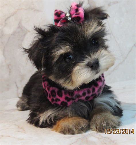 Looking for a maltipoo puppy for sale? www.ohpuppylove.com- Dog Breeds,morkie, shorkie, maltipoo ...