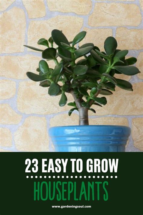 23 Easy To Grow Houseplants