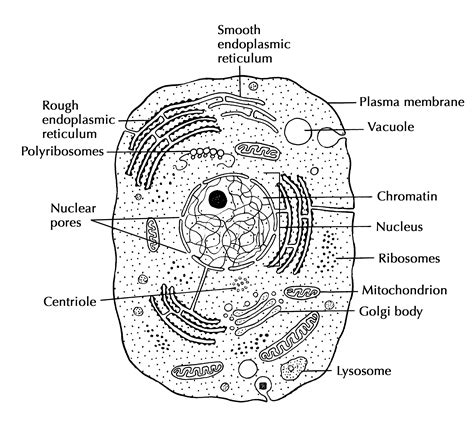 Cell Structure And Function Cells The Basic Units Of