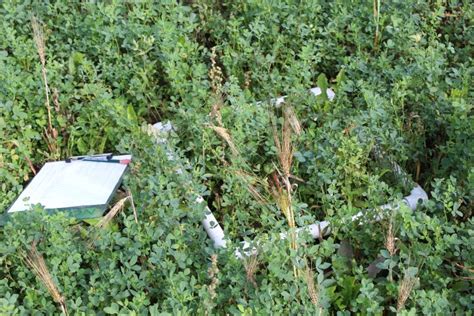 Assessing Your Alfalfa Stand Forages