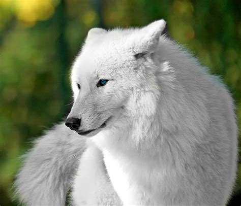 Anime White Wolves With Blue Eyes