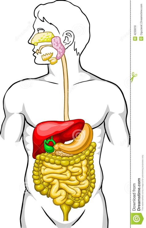 Partes Del Aparato Digestivo Thinglink Digestive System Anatomy