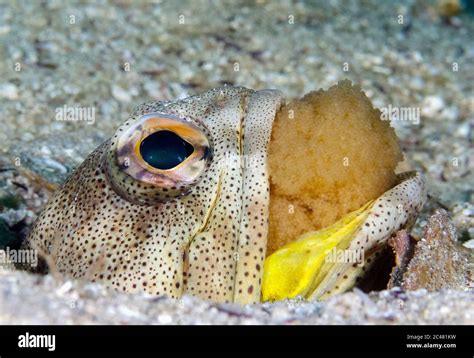 Fine Spotted Jawfish Opistognathus Punctatus Male Mouthbrooding Eggs