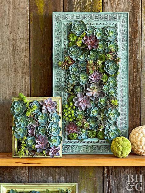 Mar 23, 2018 · project time: Make a Living Succulent Picture - Gardening Viral