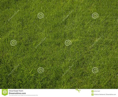 Perfect Fresh Lush Short Green Grass Background Stock Image Image
