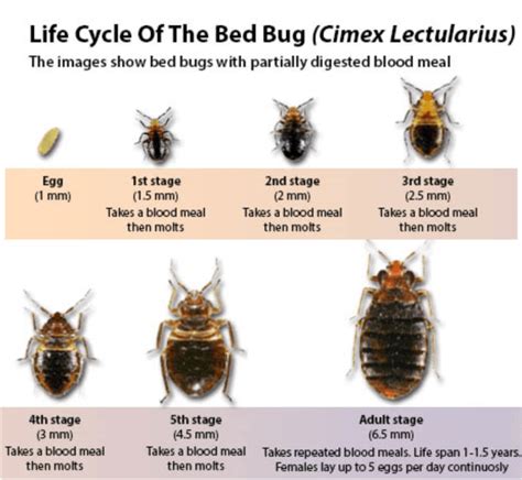 Bed Bugs Budget Pest Control