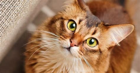 Lovely Pets ༻ Top 10 Most Friendliest Cat Breeds