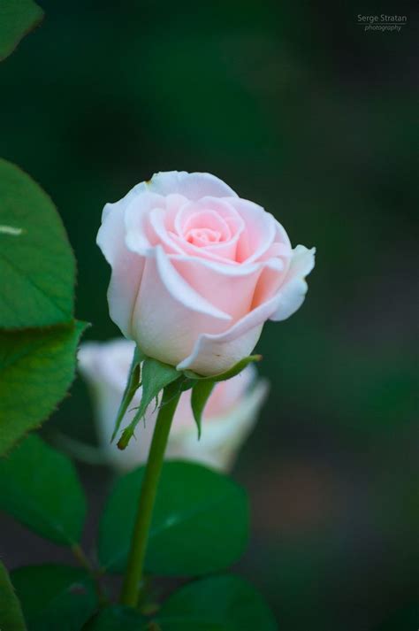 Single Light Pink Rose Bloemen Foto