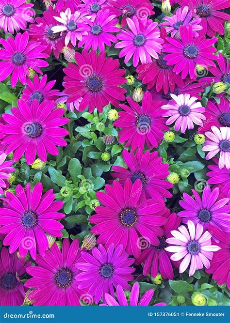 Purple Cape Marguerite Daisies In A Field Stock Image Image Of Colors