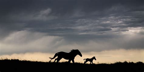 National Geographic Horse Wallpapers