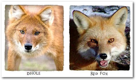 Abes Animals Pictures Of Differences Between Red Foxes And Dholes