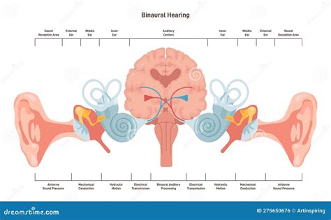 Binaural Hearing Human Ability To Hear In Two Ears Stock Vector