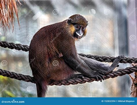 Moustached Guenon 1 Stock Photo Image Of Primate Wildlife 152832394