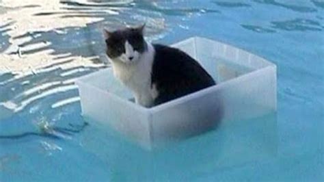 He Just Wanted Some Time Alone Funny Cats In Water Stupid Cat Cat Memes