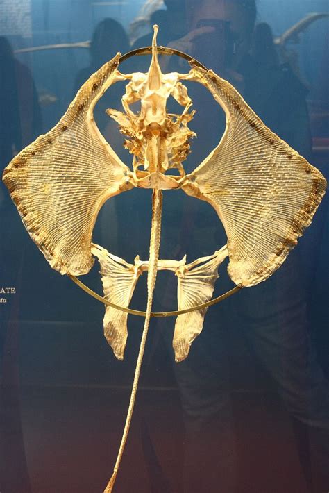 Manta Ray Skeleton Animal Skeletons Animal Bones Manta Ray