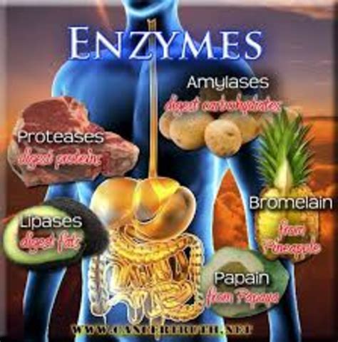 Seventh Grade Lesson Digestive System The Role Of Enzymes
