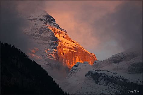 Swiss Alps On Fire The Jungfrau Seen At Sunset Explored