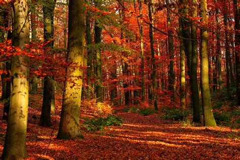 Forest During Daytime Hd Wallpaper Wallpaper Flare