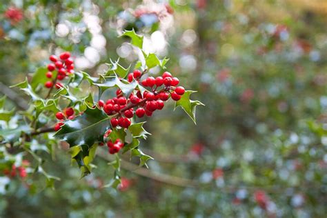 Agrifoglio Caratteristiche E Coltivazione Cure Naturali It