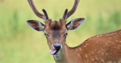 The Mammal Society Pictured Cheeky Deer Pulls Tongues And Funny Face