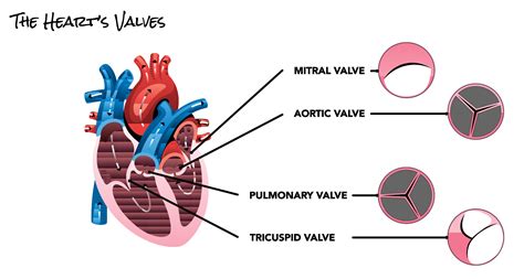 The Hearts Valves Scai Seconds Count