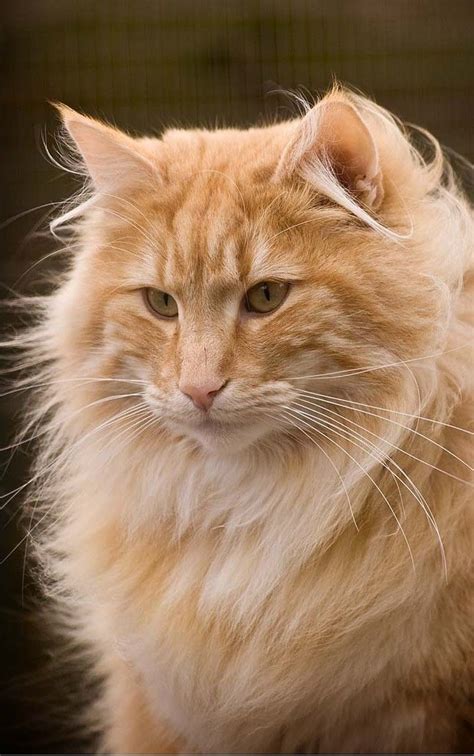 Fluffy Orange Cat Breeds Pets Lovers