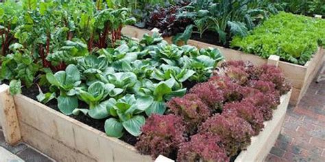 Use them in commercial designs under lifetime, perpetual & worldwide rights. How to grow vegetables