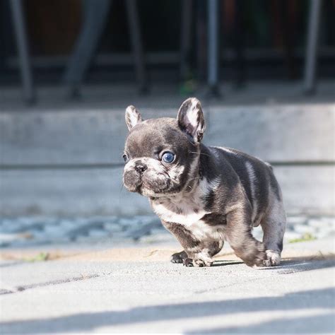 We deliver globally with a puppy nanny. Bumble Blue French Bulldog