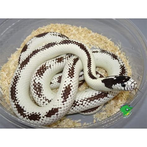 High White California King Snake Baby Strictly Reptiles Inc