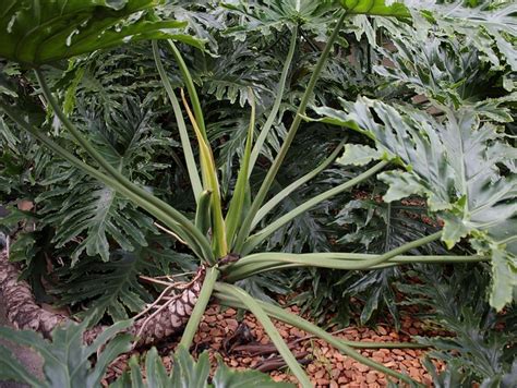 It can be the centerpiece of a room or add a tropical element poolside. Philodendron bipinnatifidum | Flickr - Photo Sharing!
