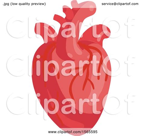 Clipart Of A Human Heart Royalty Free Vector Illustration By Vector
