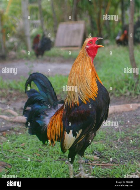 Singing Rooster Philippines Stock Photo Alamy