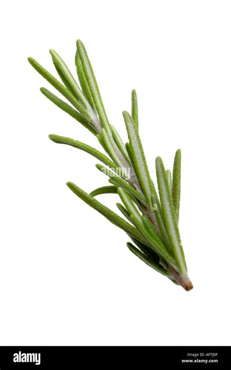 Fresh Rosemary Herb Stock Photo Alamy