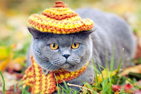 15 Cats In Hats That Are The Definition Of Dapper