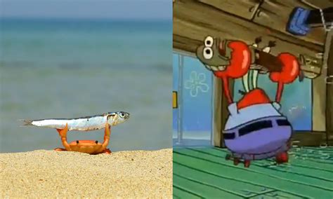 Real Life Vs Spongebob Crab Holding Up A Fish Know Your Meme