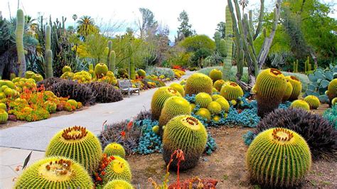 Botanical Garden Garden Nature Graphy Cactus Hd Wallpaper Peakpx